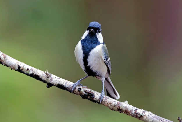 Japoński Tit Parus minor Piękni ptaki Tajlandia