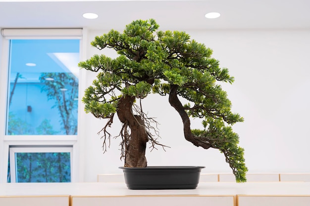 Japońskie bonsai dla mojego hobby umieszczone w białym pokoju, aby się wyróżniało