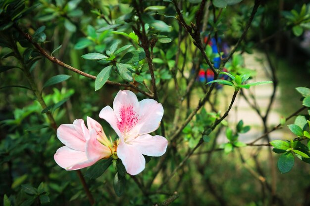 Japońskie kwiaty frangipani lub adenium w rozkwicie w kolorze różowym i białym