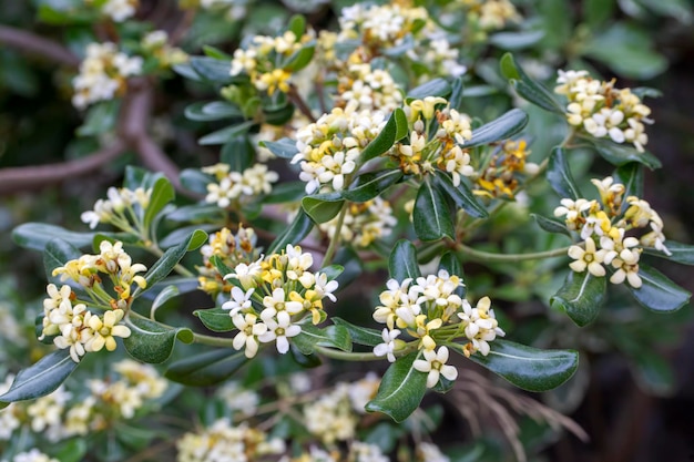 Japońskie kwiaty Pittosporum (Pittosporum tobira)