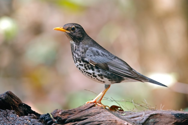 Japońskiego drozda Turdus cardis Piękni Męscy ptaki Tajlandia