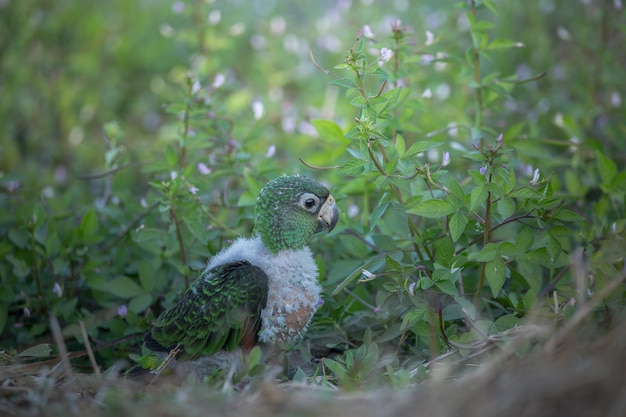 Jardine Parrot Poicephalus Gulielmi xAbaby ptak na tle zielonej trawy