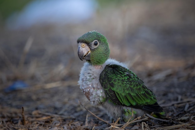 Jardine Parrot Poicephalus Gulielmi xAbaby ptak na tle zielonej trawy