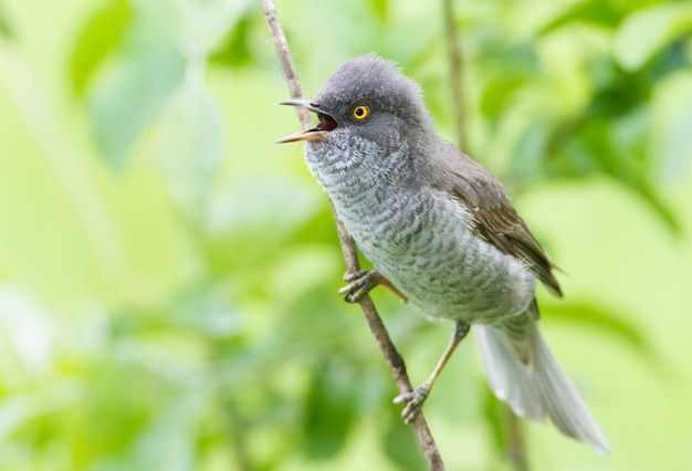 Jarzębatka Sylvia nisoria Ptak śpiewa siedzący na gałęzi