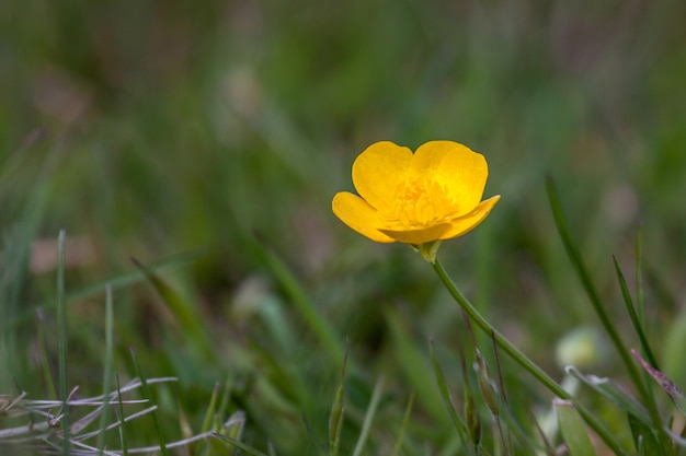 Jaskier pełzający (ranunculus repens) na polu w Godstone Surrey