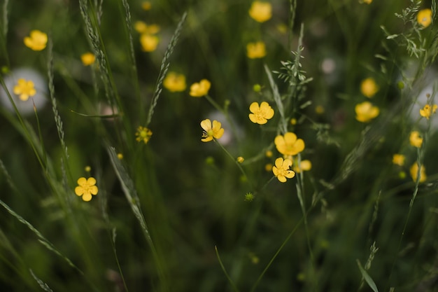 Jaskier żółte Kwiaty Na łące Na Tle Zielonej Trawy Selektywna Ostrość Niewyraźne Tło