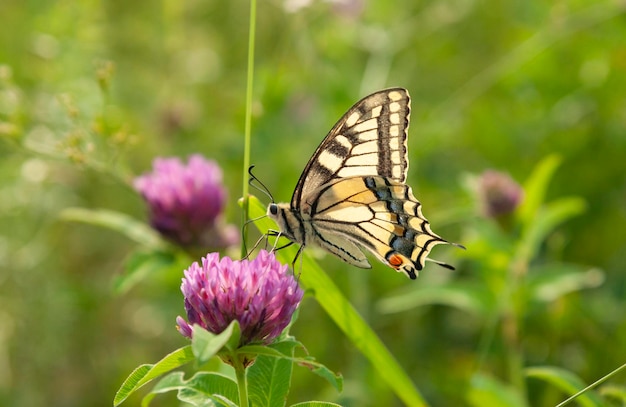 Jaskółczy Ogon Na Kwitnącej łące Papilio Machaon