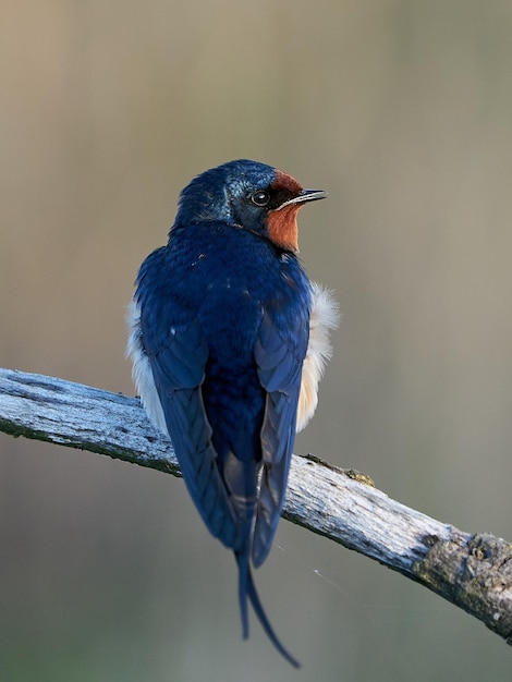 Jaskółka płomykówka Hirundo rustica