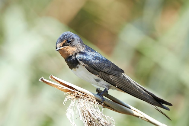 Zdjęcie jaskółka płomykówka hirundo rustica