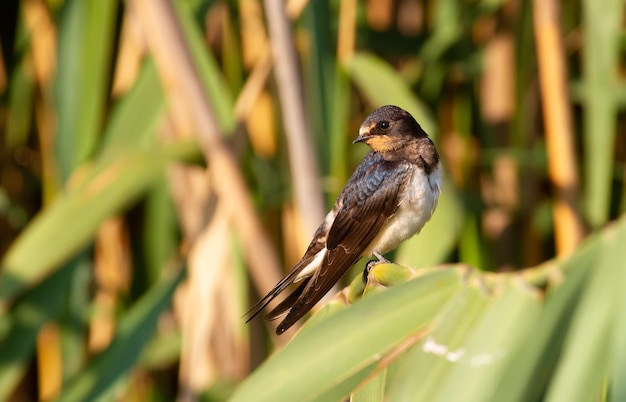 Jaskółka stodoła Hirundo rustica Wczesnym rankiem młody ptak siedzi na łodydze trzciny nad rzeką