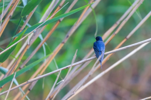 Jaskółka stodoła na trzcinie (Hirundo rustica)