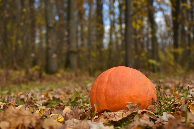 Jaskrawa żółta Bania Kłama Na Jesieni Ulistnieniu W Lesie, Halloween