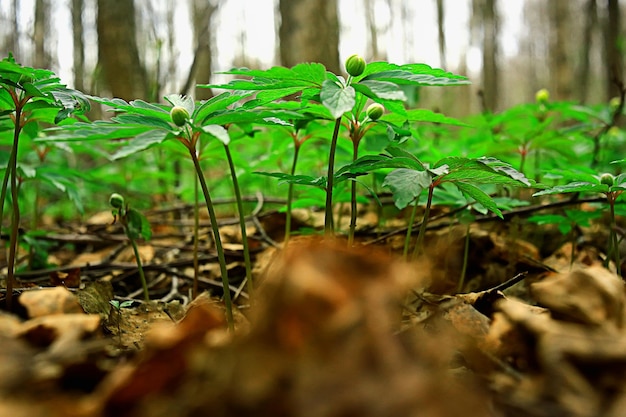 jaskry kwiaty tło / abstrakcyjne tło sezonowe, wiosna, lato, natura kwiat, żółte dzikie kwiaty