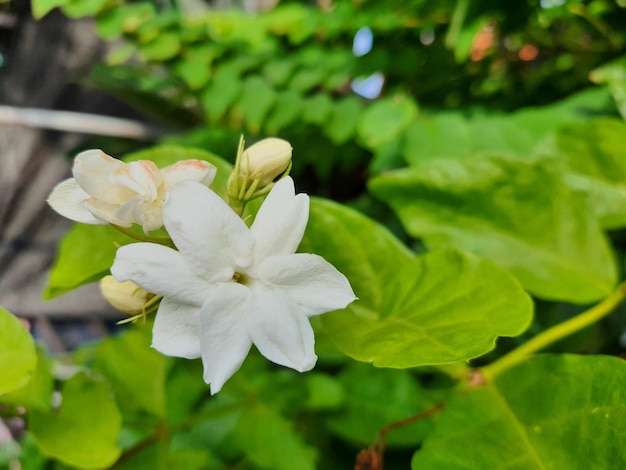 Jaśmin kwitnący w ogrodzie biały kwiat