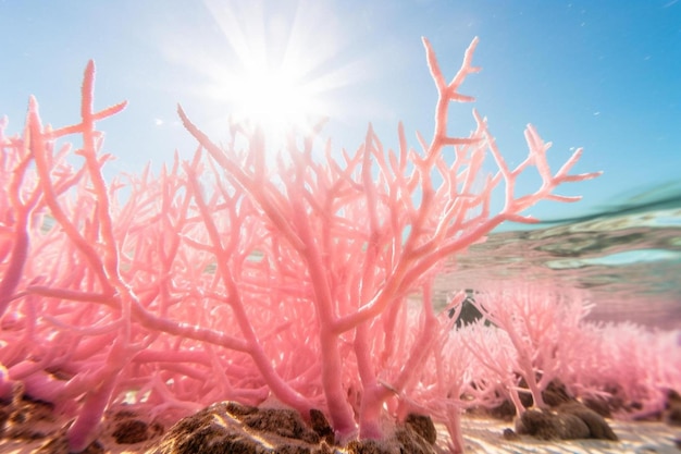 Jasna scena rafy koralowej z różowymi koralami miękkimi i koralami płaskimi
