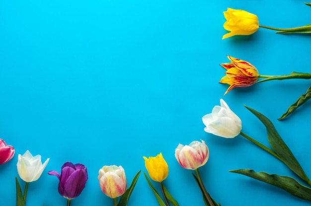 Jasna Wiosna Wielobarwnych Tulipanów Na Niebieskim Tle