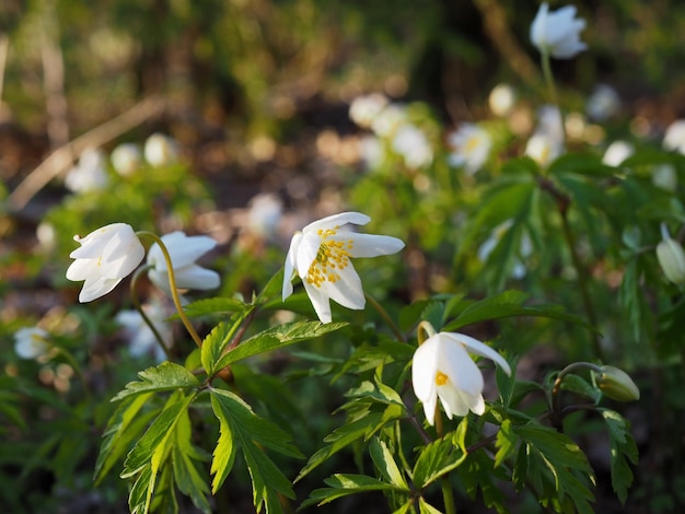 Jasne białe kwiaty dębu anemonowego Anemone nemorosa na tle zielonych liści