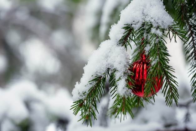 Jasne czerwone zabawki choinkowe wiszą na gałęzi choinki w białym śniegu.
