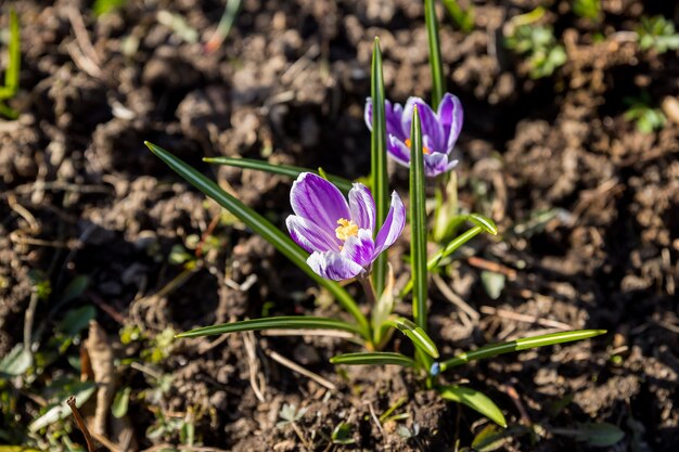 Jasne, Delikatne Wiosenne Fioletowe Krokusy W Ogrodzie W Wczesny Słoneczny Poranek. Przebudzenie Roślin W Przyrodzie Po Zimie. Leśne Krokusy Botaniczne Dzikie Kwiaty. łóżko Kwiatowe Z Krokusami