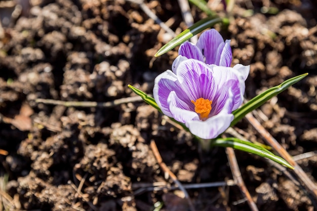 Jasne, delikatne wiosenne fioletowe krokusy w ogrodzie w wczesny słoneczny poranek. Przebudzenie roślin w przyrodzie po zimie. Leśne krokusy botaniczne dzikie kwiaty. Łóżko kwiatowe z krokusami