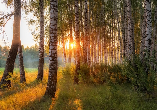 Zdjęcie jasne drzewa w jesiennym lesie