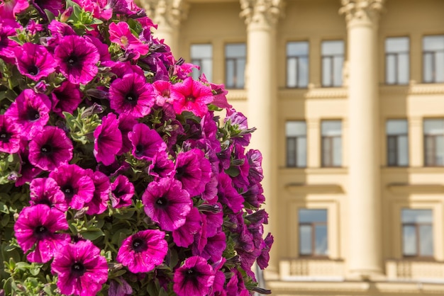 Jasne Fioletowe Kwiaty Na Pierwszym Planie I Budynek Z Kolumnami