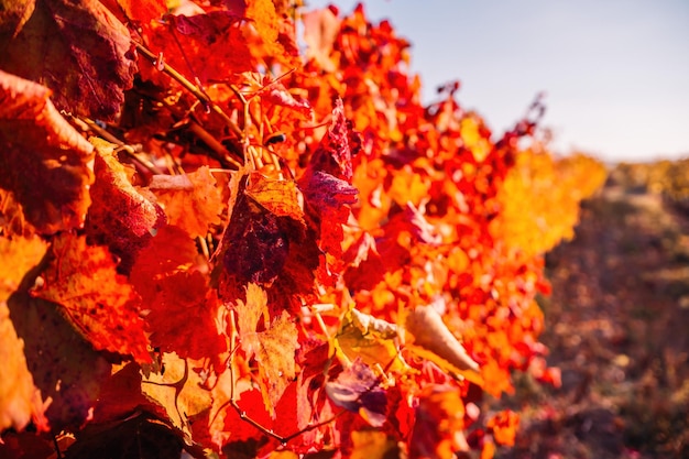 Jasne jesienne, czerwone, pomarańczowo-żółte liście winorośli w winnicy w ciepłym, słonecznym zachodzie słońca piękne