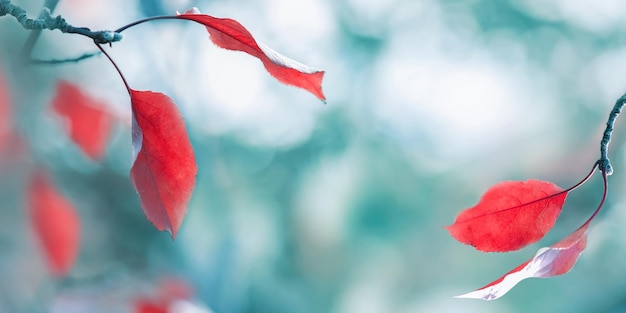 Jasne jesienne lato naturalne tło Czerwone liście w lesie Magiczny charakter jesieni Format transparentu