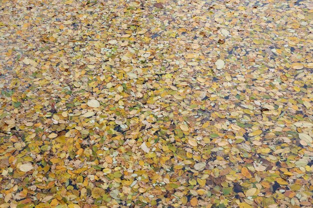 Jasne jesienne liście klonu w wodzie naturalne tło jesienny obraz atmosfery Sezon jesienny