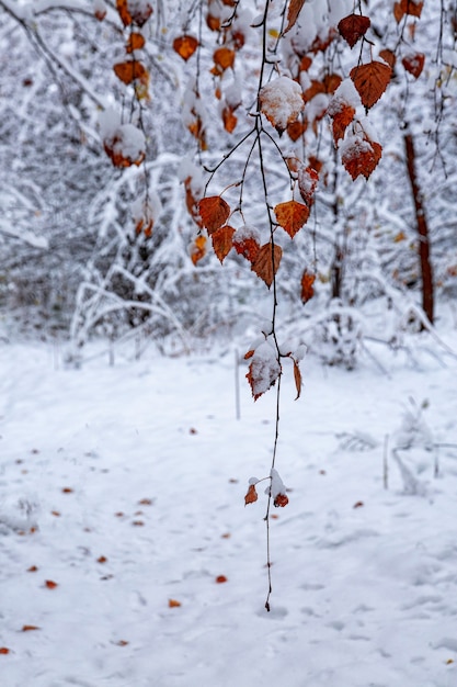 Jasne Jesienne Liście Pod śniegiem. Zmiana Pór Roku, Pogody I Klimatu.