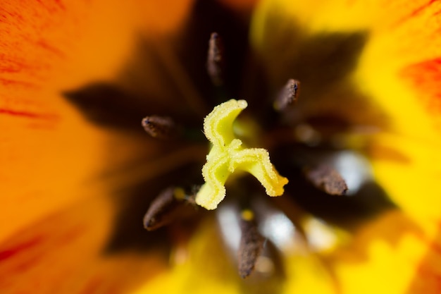 Jasne kolorowe tulipany jako naturalne tło kwiatowe