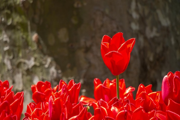 Jasne kolorowe tulipany jako naturalne tło kwiatowe