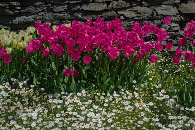 Jasne kolorowe tulipany jako naturalne tło kwiatowe