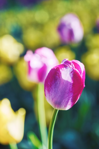 Jasne kwiaty tulipanów na polu tulipanów w słoneczny poranek, wiosenne tulipany