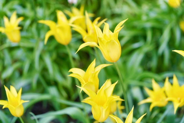 Jasne kwiaty tulipanów na polu tulipanów w słoneczny poranek, wiosenne tulipany