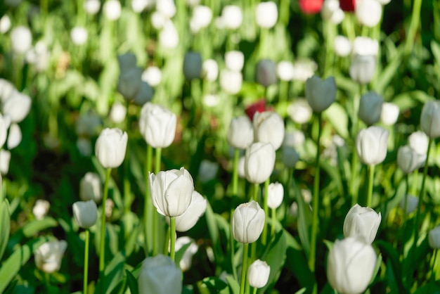 Jasne kwiaty tulipanów na polu tulipanów w słoneczny poranek