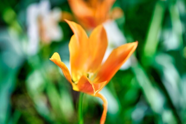 Jasne Kwiaty Tulipanów Na Polu Tulipanów W Słoneczny Poranek