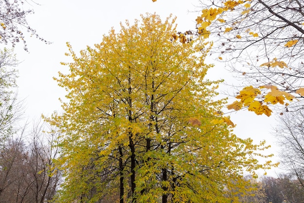 Jasne liście klonu oświetlone światłem słonecznym Jesienne liście klonu są żółte w słoneczną jesienną pogodę