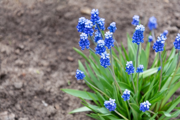 Jasne niebieskie kwiatostany Muscari na tle lądu