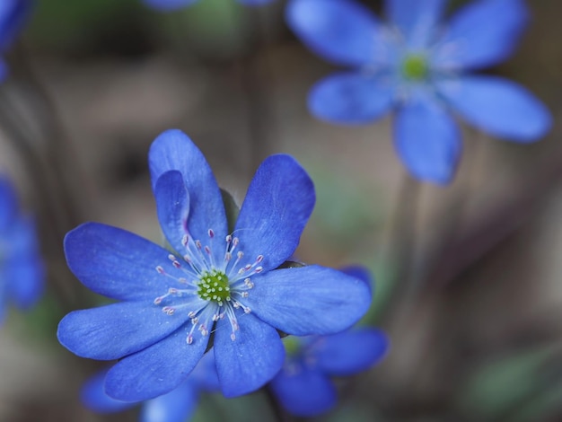 Jasne niebiesko-liliowe kwiaty wątrobowca szlachetnego (Hepatica nobilis) na tle zieleni