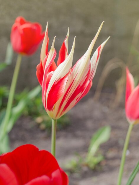 Jasne Paski Na Płatku Wiosenny Ogród Z Pasiastymi Tulipanami Piękna Wiosenna Natura Piękny Kwiat Rośnie