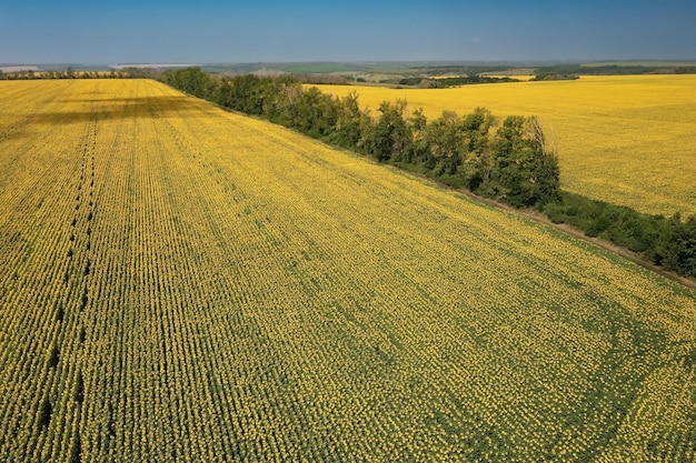 Jasne pole słoneczników na tle błękitnego nieba