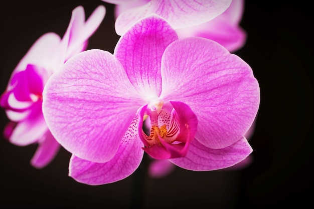 Jasne różowe kwiaty orchidei phalaenopsis na czarnym tle