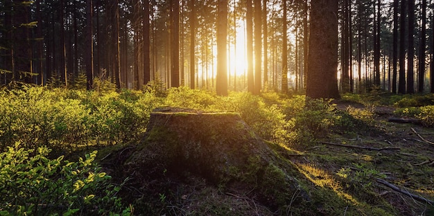 Jasne światło słoneczne wpada do lasu rano w letni dzień. idealny do układów stron internetowych i czasopism