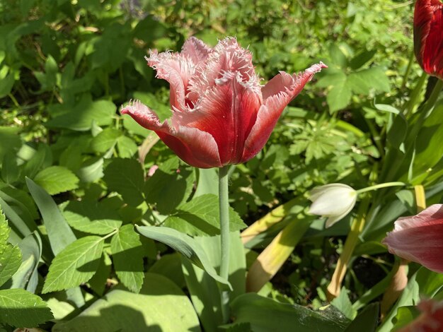 Zdjęcie jasne tulipany w ogrodzie botanicznym
