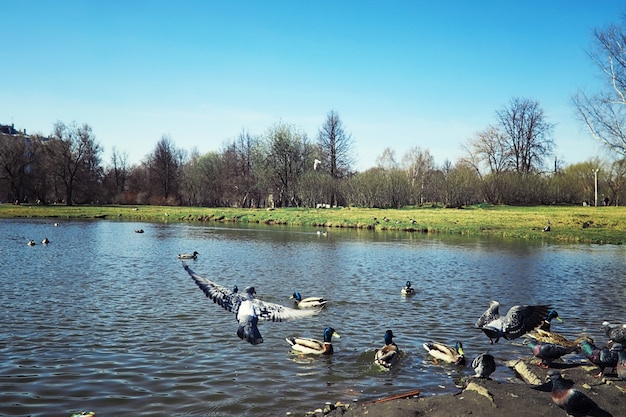 Jasne wiosenne zielenie o świcie w lesie. Natura budzi się do życia wczesną wiosną.