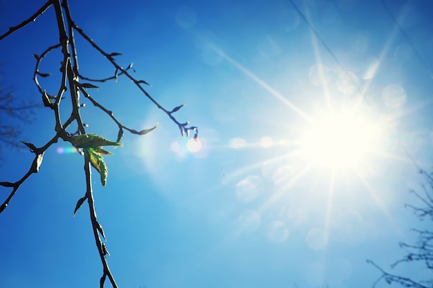 Jasne wiosenne zielenie o świcie w lesie. Natura budzi się do życia wczesną wiosną.