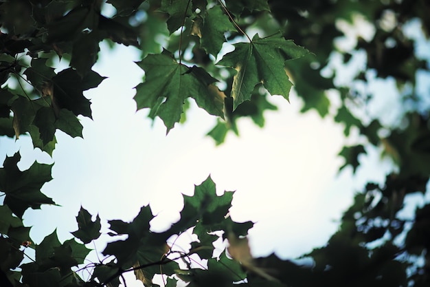 Jasne Wiosenne Zielenie O świcie W Lesie. Natura Budzi Się Do życia Wczesną Wiosną.