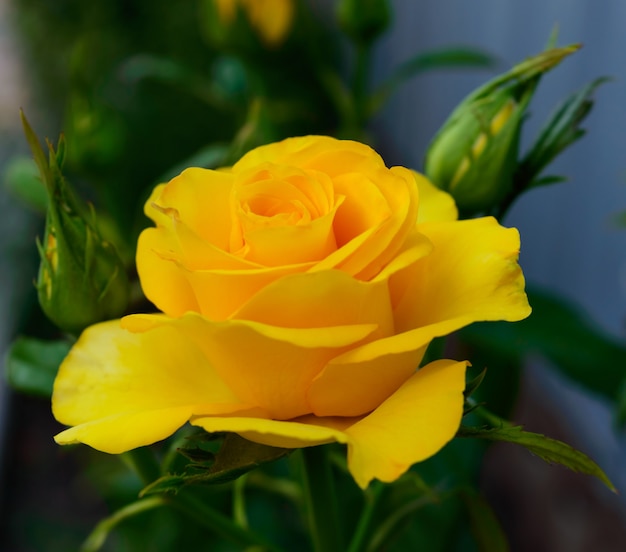 Jasne żółte róże na naturze