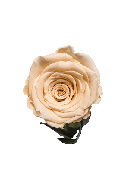 Jasnobeżowa róża na białym tle ze ścieżką przycinającą bez cieni